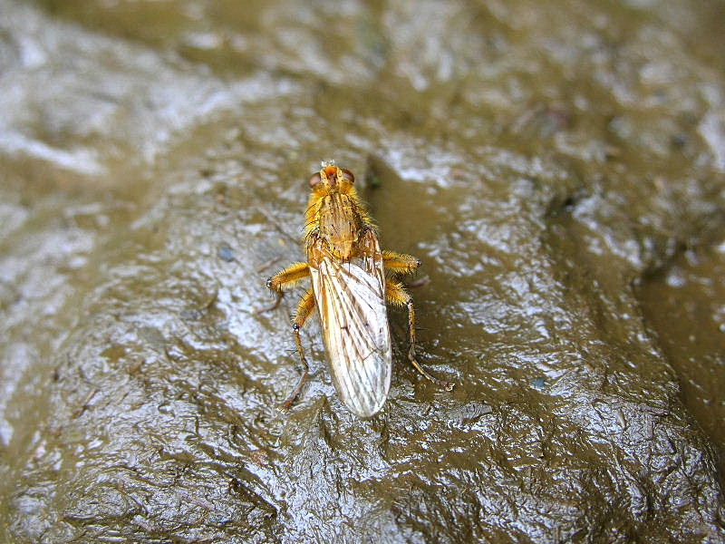 dittero giallo: Scathophaga stercoraria  (Scathophagidae)